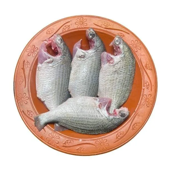 দাতিনা মাছ